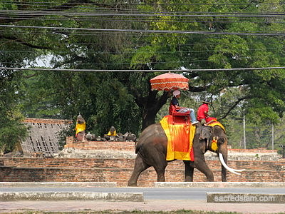 Tourist on elephant in Ayutthaya