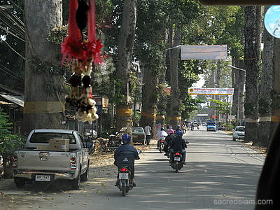 Tall Ton Yang trees on road to Lamphun