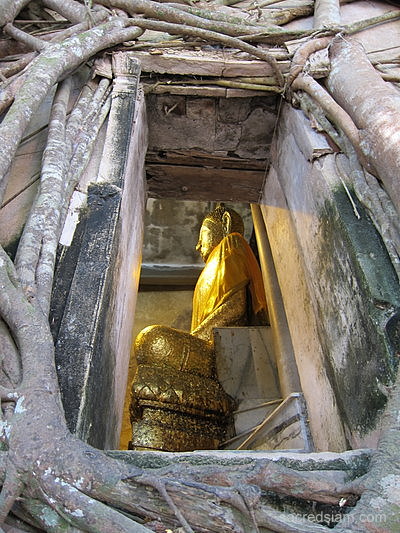 Samut Songkhram temples: Wat Bang Kung Buddha tree roots