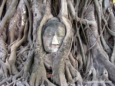 Wat Mahathat Buddha's head trapped in a Bodhi tree