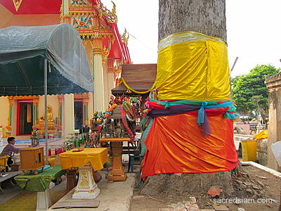 Wat Sao Thong Thong Koh Kret Nonthaburi takian tree
